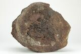 Fossil Triceratops Vertebra Centrum - Montana #207063-1